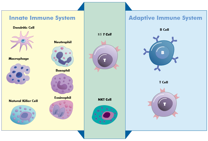 Adoptive Immune System