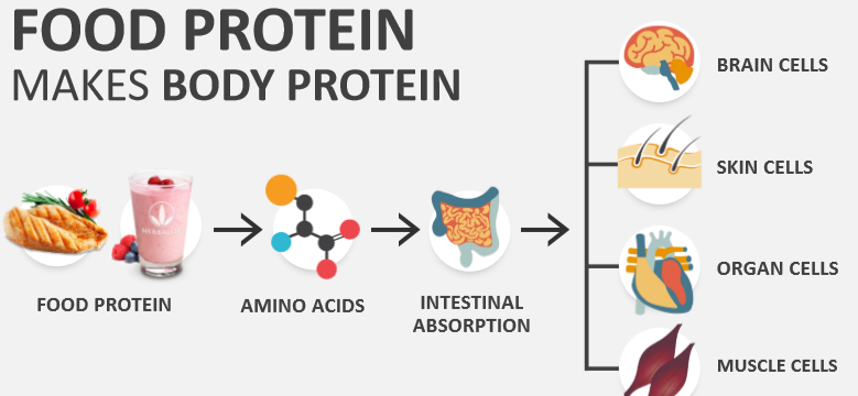 Food Protein