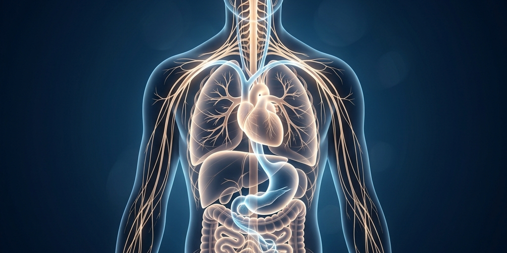 A stunning cinematic photograph of a serene human nervous system subtly illuminated, symbolizing vagus nerve activation and deep rest for detoxification